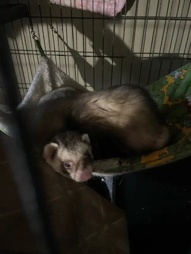 Ferret Brothers for Rehoming - Photo 2