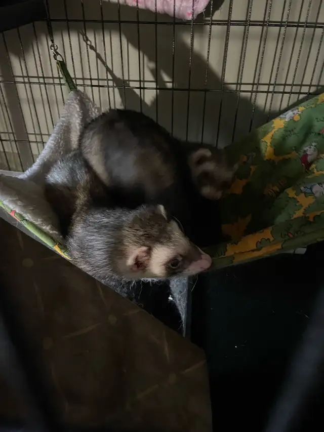 Ferret Brothers for Rehoming - Photo 3