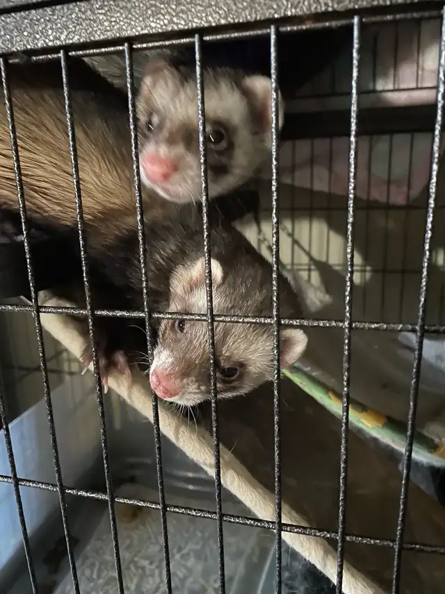Ferret Brothers for Rehoming - Photo 4