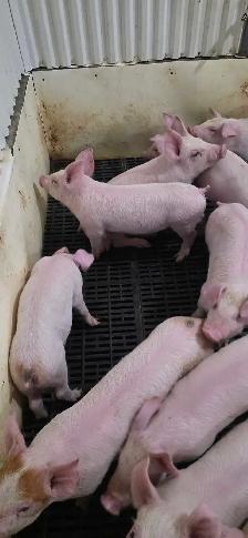 Weaner Pigs Sale