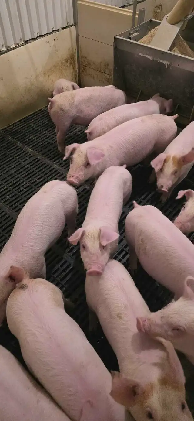 Weaner Pigs Sale - Photo 2