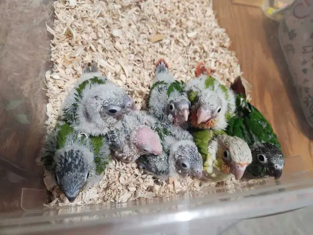 Green Cheek Conure Babies