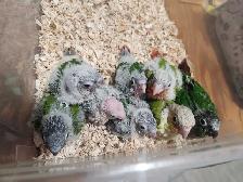 Green Cheek Conure Babies