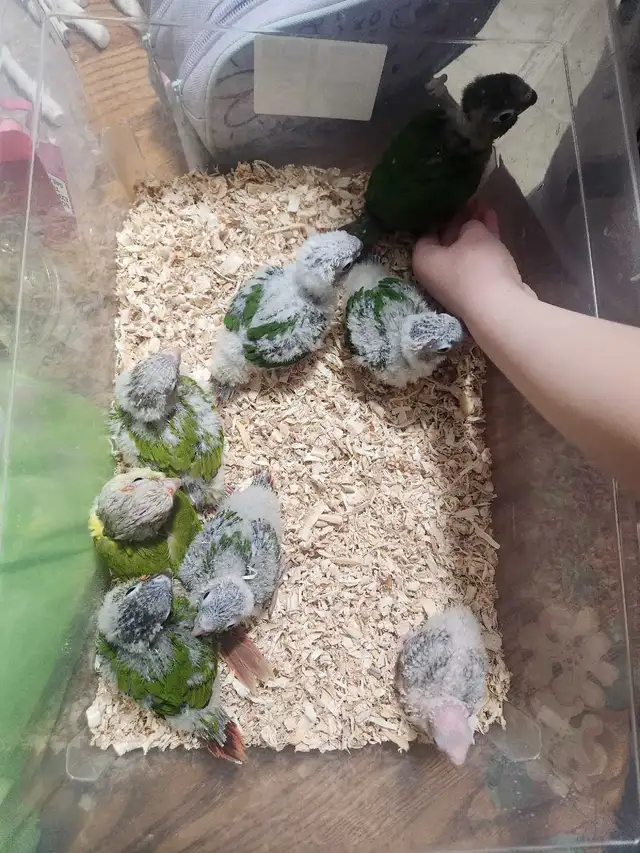 Green Cheek Conure Babies - Photo 2