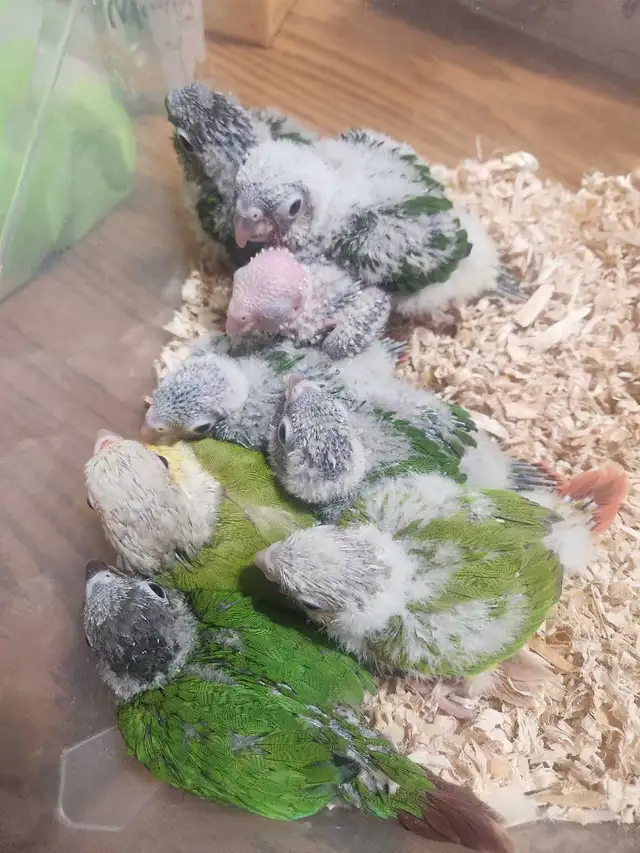Green Cheek Conure Babies - Photo 3
