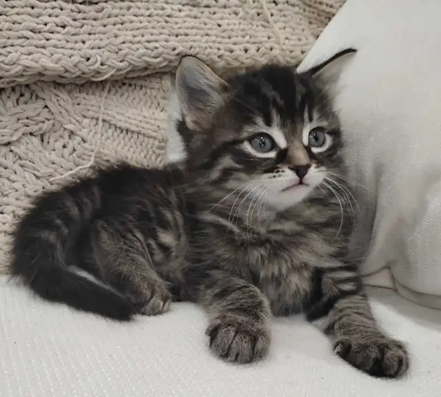 Chaton Sibérien hypoallergene