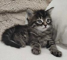 Chaton Sibérien hypoallergene