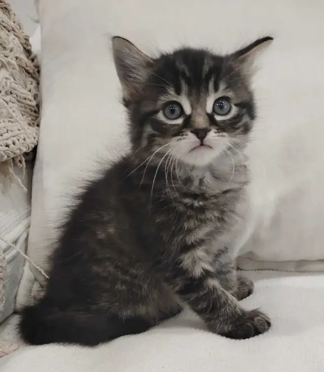 Chaton Sibérien hypoallergene - Photo 3