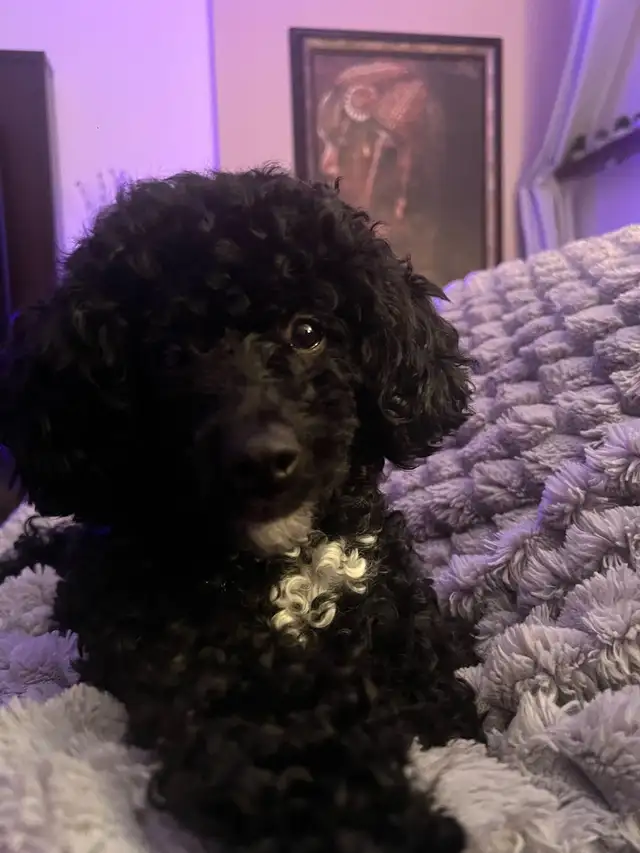 Caniche miniature - Photo 2