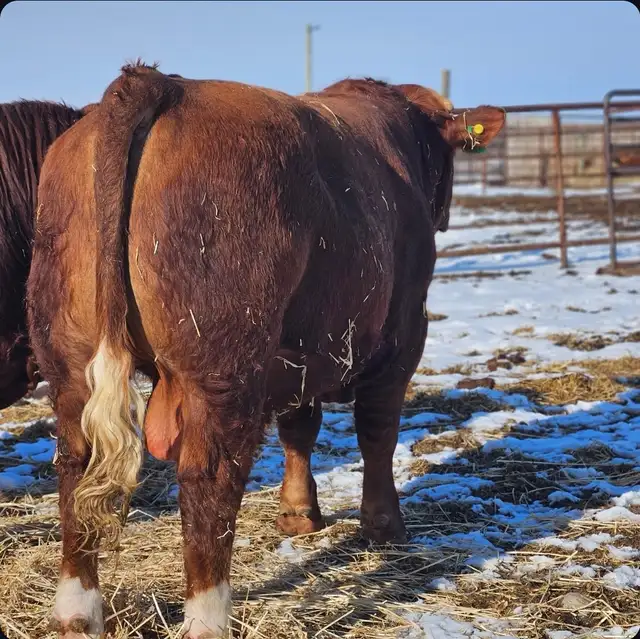 Yearling Simmental Bull - Photo 2