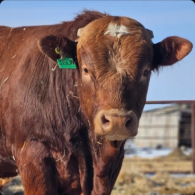Yearling Simmental Bull - Photo 3