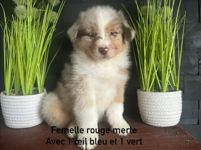 chiots berger australien