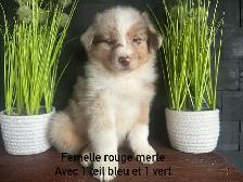 chiots berger australien