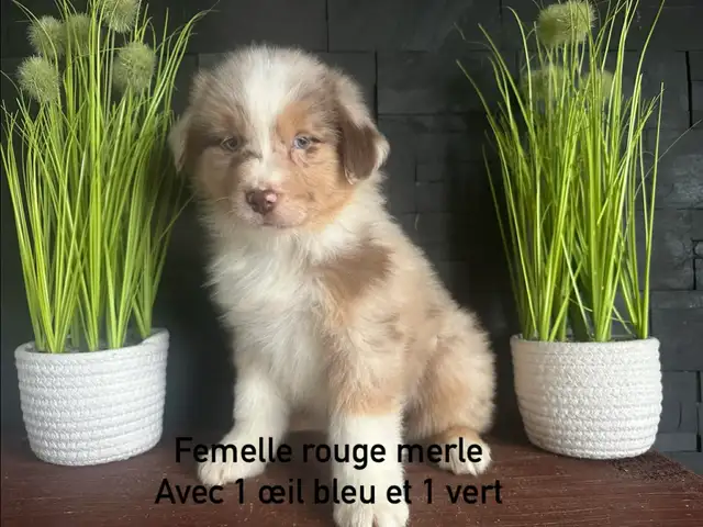 chiots berger australien - Photo 2