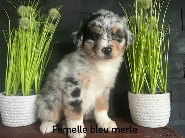 chiots berger australien - Photo 3