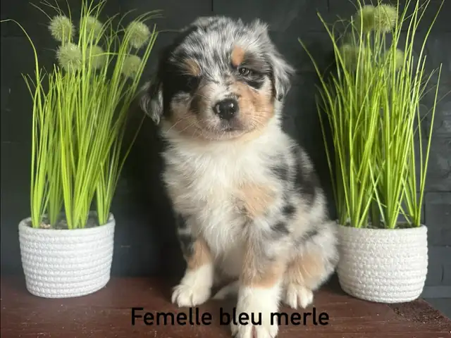 chiots berger australien - Photo 4