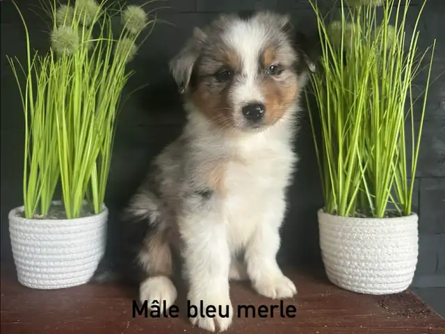 chiots berger australien - Photo 5