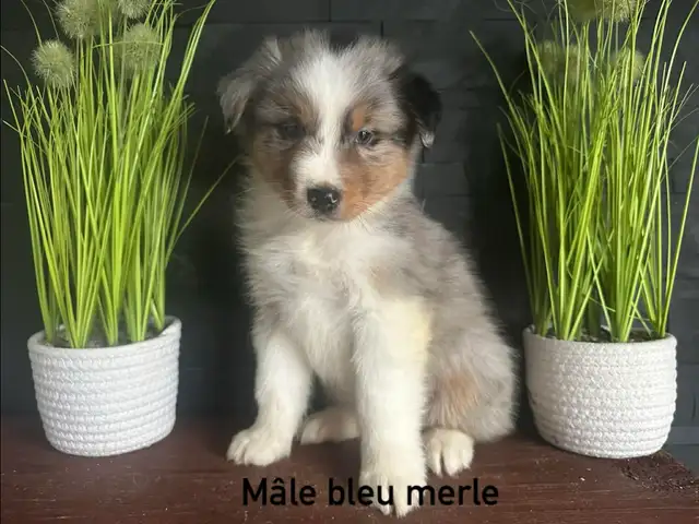 chiots berger australien - Photo 6