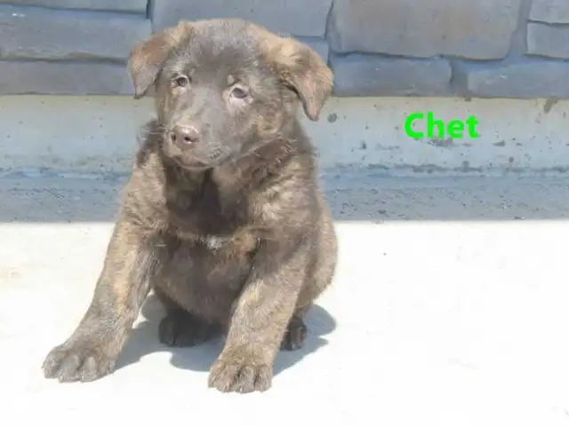 Red Heeler mix. - Photo 2