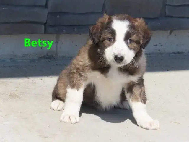 Red Heeler mix. - Photo 3