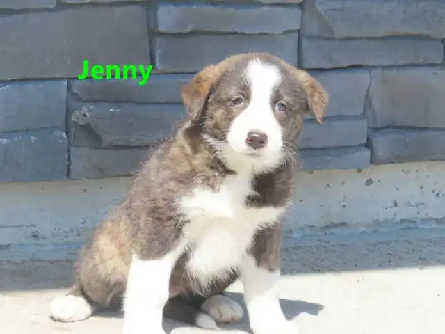 Red Heeler mix. - Photo 4