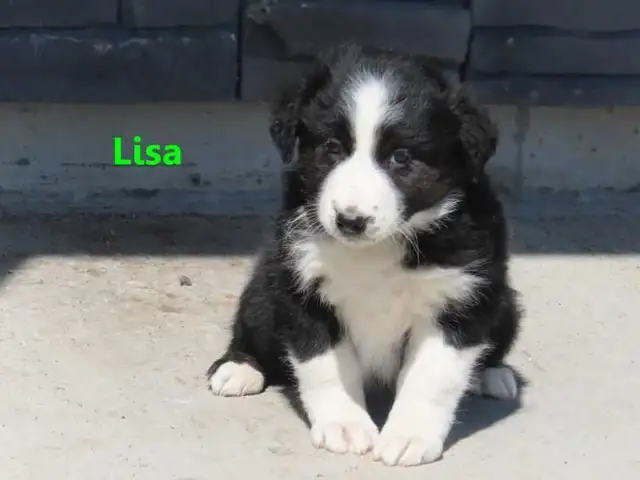 Red Heeler mix. - Photo 5