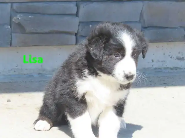 Red Heeler mix. - Photo 6