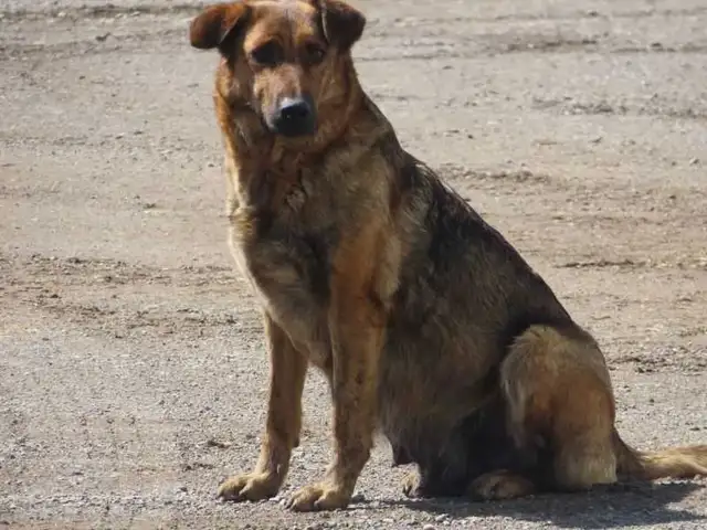Red Heeler mix. - Photo 7
