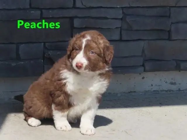 Red Heeler mix. - Photo 8