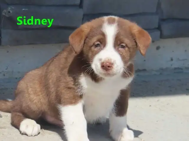 Red Heeler mix. - Photo 9