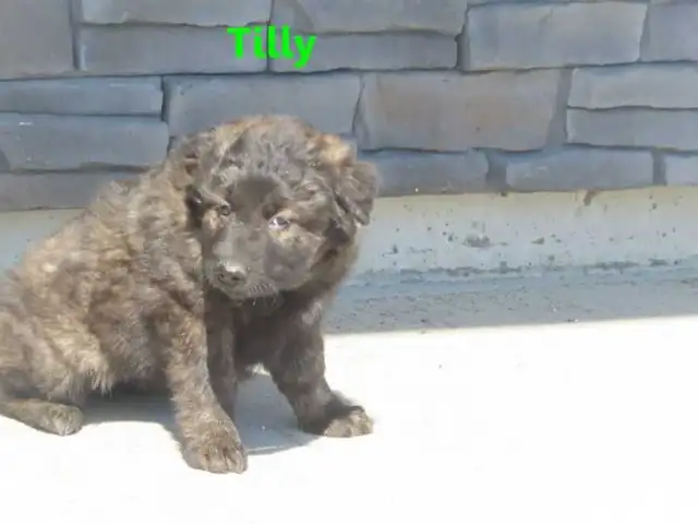 Red Heeler mix. - Photo 10