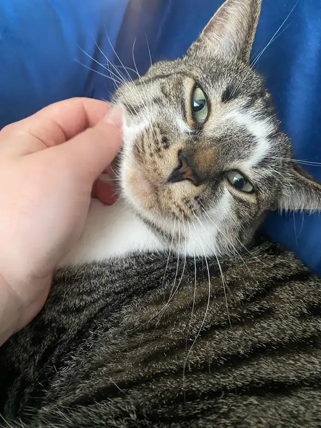 6 Year Old Brown Tabby Domestic Shorthair For Sale