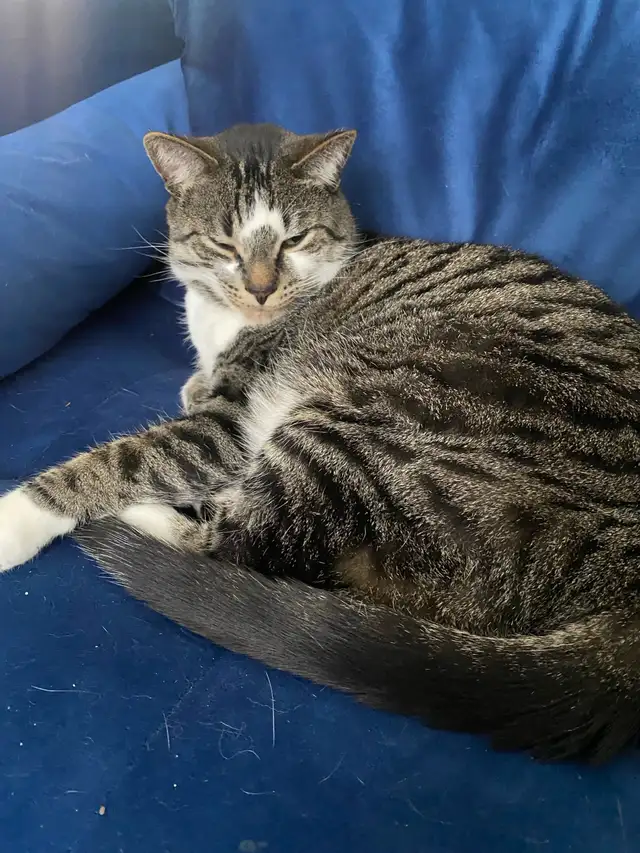 6 Year Old Brown Tabby Domestic Shorthair For Sale - Photo 2