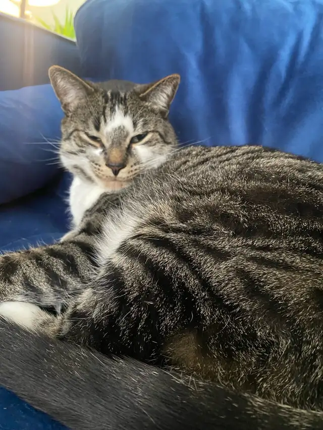 6 Year Old Brown Tabby Domestic Shorthair For Sale - Photo 3