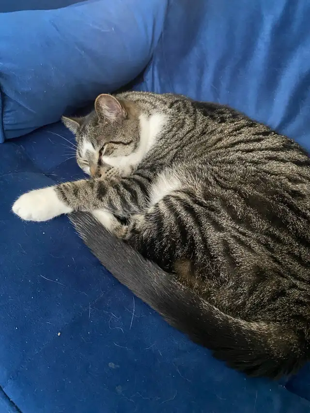 6 Year Old Brown Tabby Domestic Shorthair For Sale - Photo 4