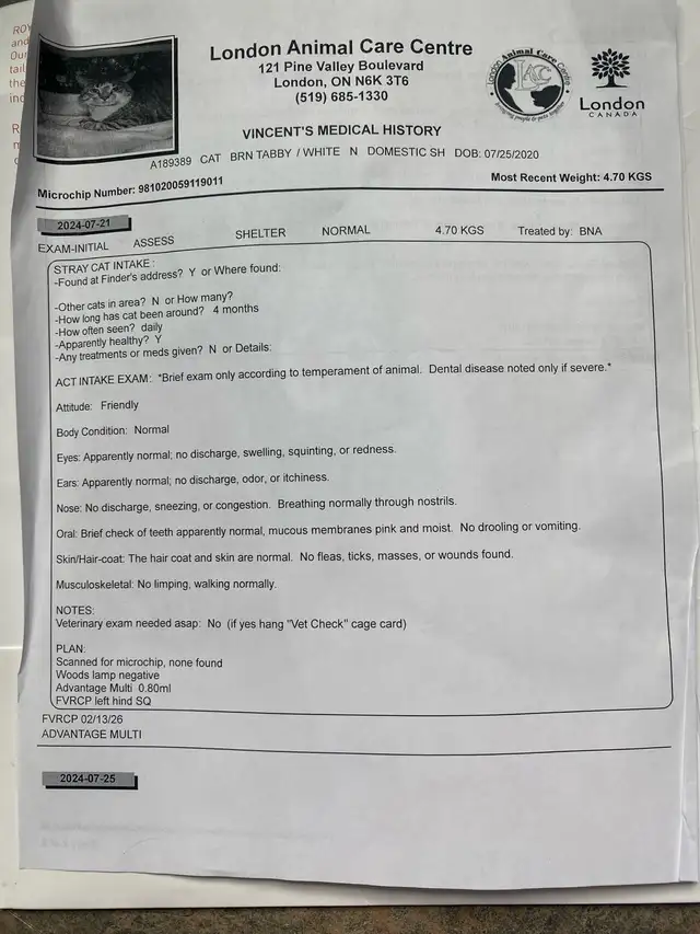 6 Year Old Brown Tabby Domestic Shorthair For Sale - Photo 5