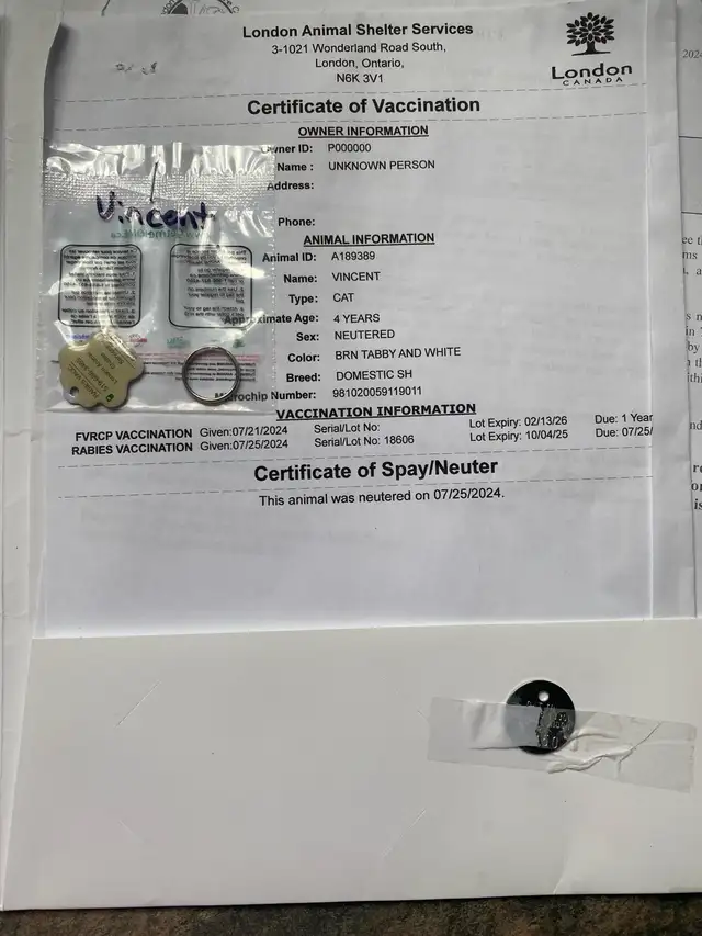 6 Year Old Brown Tabby Domestic Shorthair For Sale - Photo 6