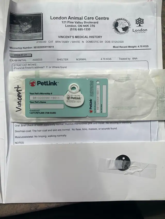 6 Year Old Brown Tabby Domestic Shorthair For Sale - Photo 7