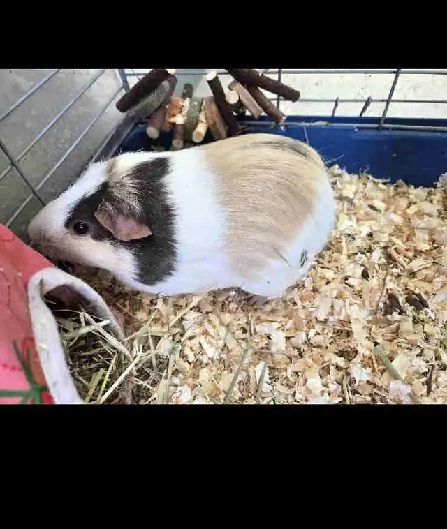 guinea pigs FREE