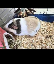 guinea pigs FREE