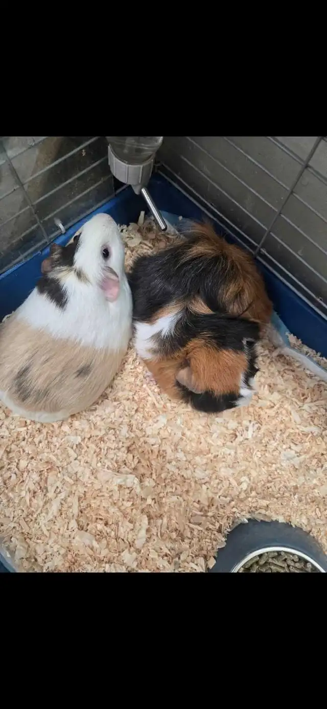 guinea pigs FREE - Photo 2
