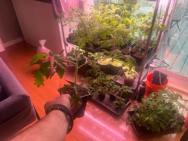 Tomatoe plants 6 weeks old (many varieties )