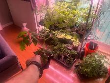 Tomatoe plants 6 weeks old (many varieties )