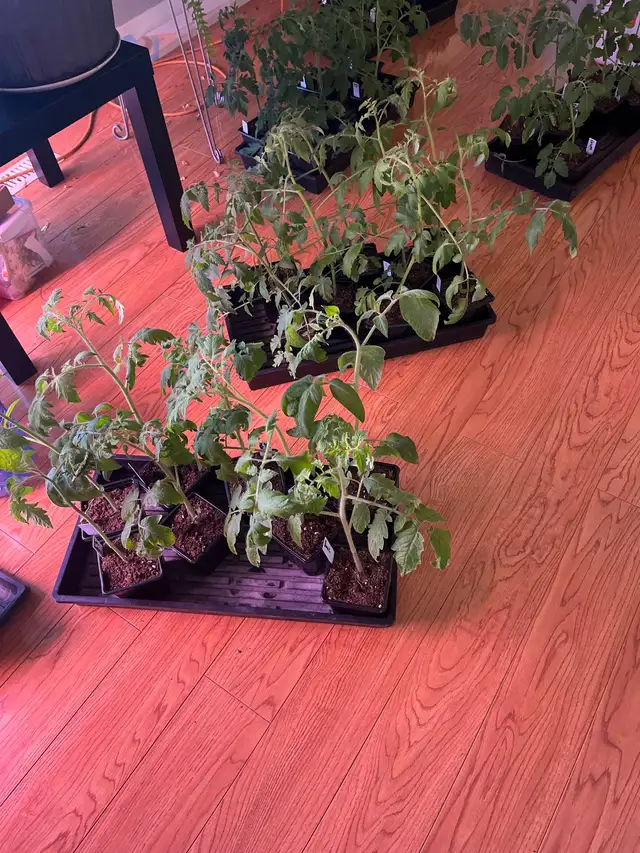 Tomatoe plants 6 weeks old (many varieties ) - Photo 2