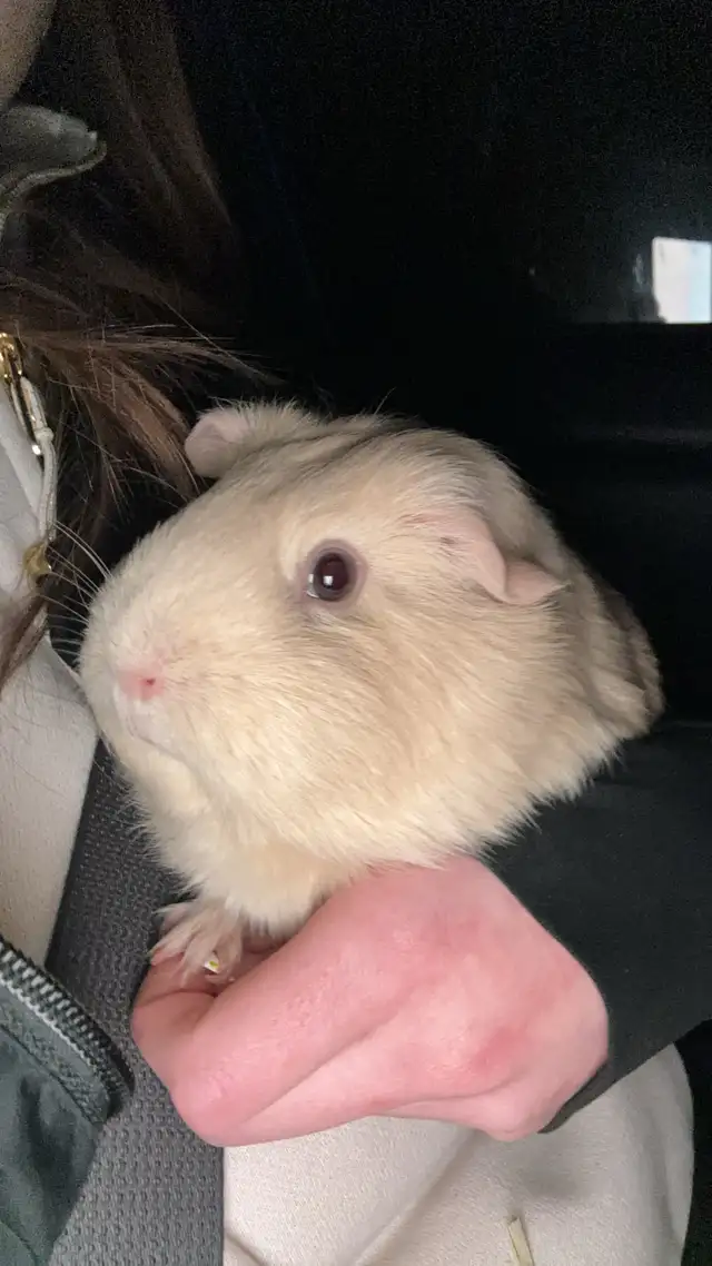 Female guinea pigs - Photo 2
