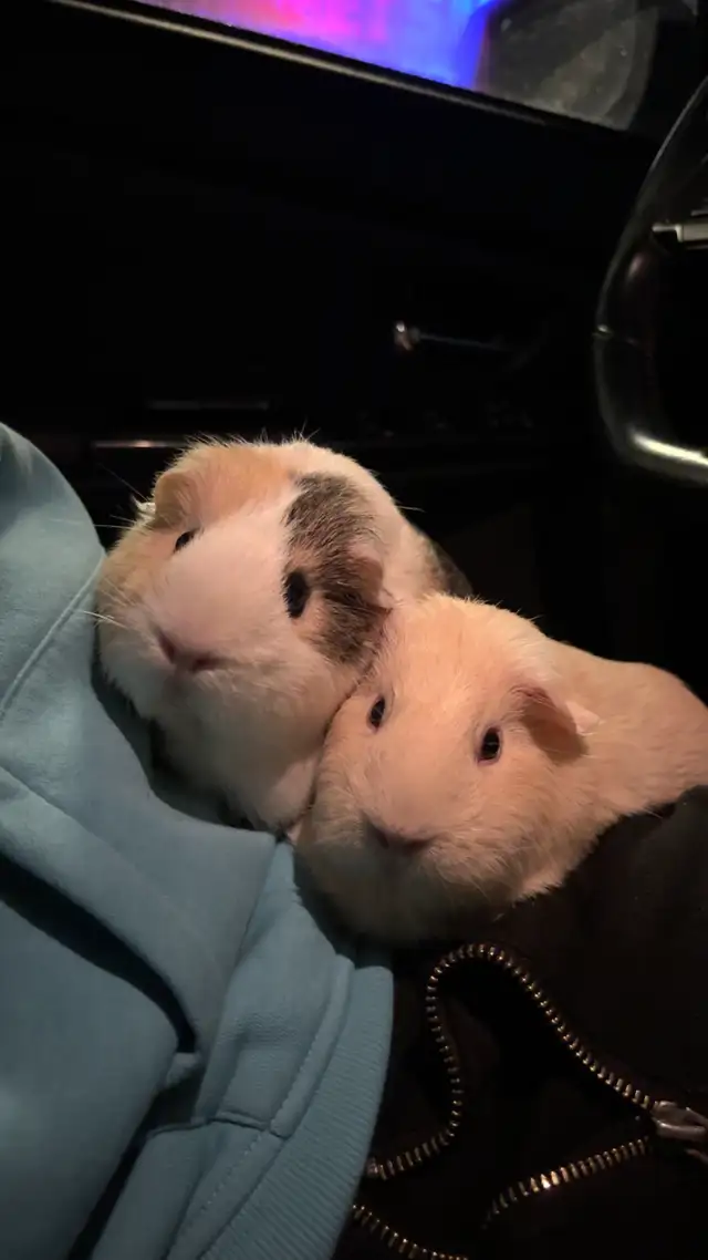 Female guinea pigs - Photo 3