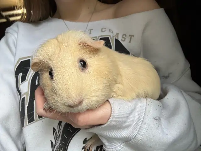 Female guinea pigs - Photo 4