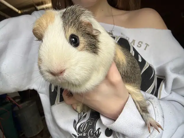 Female guinea pigs - Photo 5