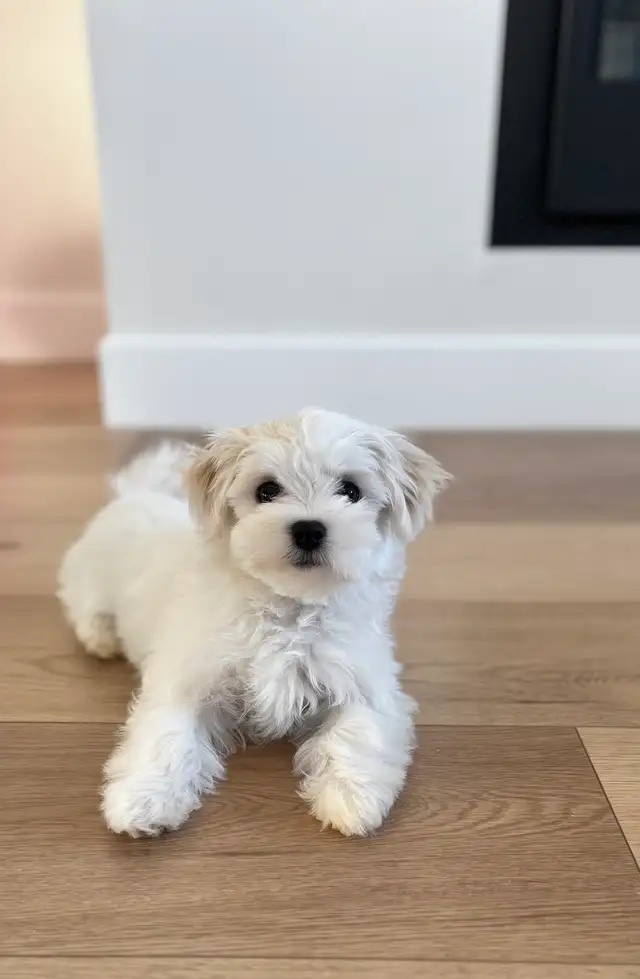 Stunning Maltese Female