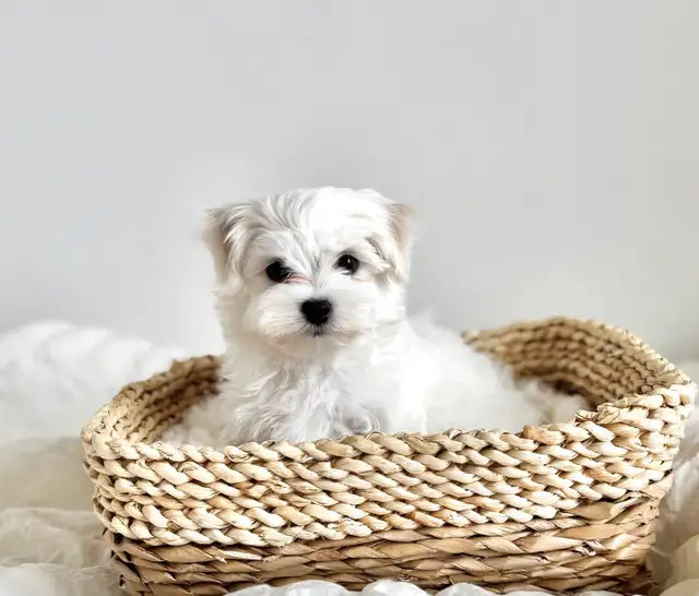 Stunning Maltese Female - Photo 2